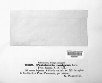 Pestalotiopsis conigena image
